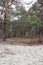 Picturesque strange place covered with lichen in pine forest of Volyn. Remains of trenches of World War One nowadays. Battleground