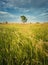 Picturesque summer landscape with a lone tree in the field surrounded by reed and foxtail brome vegetation. Empty vibrant land,