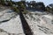 Picturesque summer landscape. A staircase on white rocks leading to the forest and camping, view from the wild beach