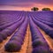 Picturesque summer nature landscape and agriculture area.