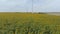 Picturesque sunflowers field near wind driven generators