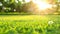 Picturesque sunset casting warm light on verdant meadow with charming white daisies