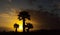 Picturesque sunset view with silhoutte palm trees in front