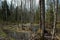 A picturesque swamp in the forest at the edge of the road