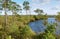 Picturesque swamp in the forest, swampy forest pond