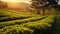 Picturesque tea plantation in the morning