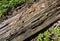 Picturesque texture of a dilapidated trunk