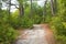 A picturesque trail of white limestone in a high mountain pine grove. Copy space.