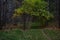 A picturesque tree in the autumn forest. A path in a woodland area. Birch grove, fallen leaves