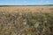 Picturesque Ukrainian steppe on a sunny summer day. Diverse steppe vegetation