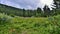 Picturesque view of blooming alpine meadow in mountain valley