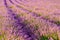 The picturesque view of a lavender field, where rows of flowers align in perfect harmony