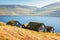 Picturesque view of tradicional faroese grass-covered houses