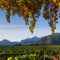 A picturesque vineyard with rows of grapevines and a mountain range in the distance1, Generative AI