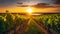 Picturesque vineyard at sunset. Generative Ai.NO.03