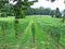 Picturesque vineyards in the Bundner Herrschaft Buendner Herrschaft region and Rhine river valley, Mainfeld - Canton of Grisons