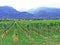 Picturesque vineyards in the Bundner Herrschaft Buendner Herrschaft region and Rhine river valley, Mainfeld - Canton of Grisons