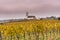 Picturesque white country church surrounded by golden vineyard pinot noir grapevine landscape under a cloudy purple evening sky
