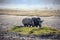 Picturesque wild African rhinos
