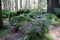 Picturesque wildlife, thick of forest. Beautiful moss on stones and roots