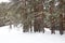 Picturesque winer forest. Fabulous snowy wonderland. Magic beautiful scenic view of pines and spruce trees covered with