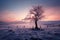 In a picturesque winter landscape, a lone tree stands with grace