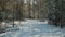 Picturesque winter landscape of snow-covered forest in sunny frosty weather