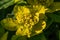 Picturesque yellow-green flowers on a natural blurred background. Floral background. A closeup of the flora