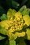 Picturesque yellow-green flowers on a natural blurred background. Floral background. A closeup of the flora