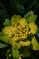 Picturesque yellow-green flowers on a natural blurred background. Floral background. A closeup of the flora