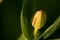 Picturesque yellow-green flowers on a natural blurred background. Floral background. A closeup of the flora
