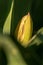 Picturesque yellow-green flowers on a natural blurred background. Floral background. A closeup of the flora