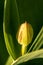 Picturesque yellow-green flowers on a natural blurred background. Floral background. A closeup of the flora