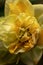 Picturesque yellow-green flowers on a natural blurred background. Floral background. A closeup of the flora