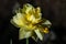 Picturesque yellow-green flowers on a natural blurred background. Floral background. A closeup of the flora