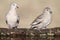 Picui Ground Dove,  in Calden forest environment, La Pampa province,