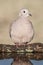 Picui Ground Dove,  in Calden forest environment, La Pampa province,