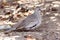 Picui Ground-Dove Columbina picui perched on ground