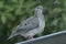 Picui ground dove perched on a roof