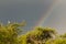 Picui Ground Dove and raibow  in Calden forest environment, La Pampa province,