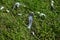 Pidgeon feathers on the grass