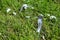 Pidgeon feathers on the grass