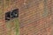 Pidgeon resting next to mooring pin within a withered quay wall made of bricks in Hamburg, Germany