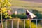 Pidgeon is sittin on the roof of the birdfeeder and look around. Green nature background with trees.