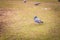 Pidgeon sitting on grass