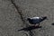 Pidgeon walking on asphalt in urban environment