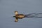 Pie Billed Grebe#2.