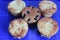 Pie with chesee on a white plate. Sponge cake with black background.