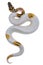 Piebald Ball Python on white background