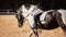 A piebald black and white horse with a rider in a leather saddle performs at dressage competitions. Equestrian sports. Horse